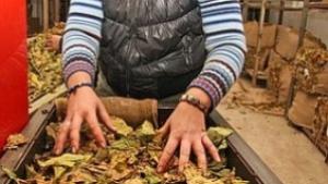 Тютюнопроизводители от Европа ще помагат на колегите си от България