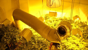 Хванат с марихуана за 12 млн лв иска да лекува