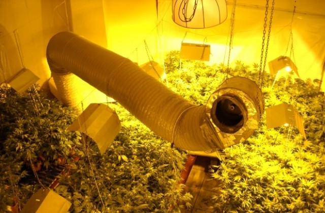 Хванат с марихуана за 1,2 млн. лв. иска да лекува зъбите си