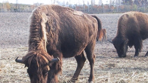 Избягали биволи причиниха катастрофи на Околовръстното в София