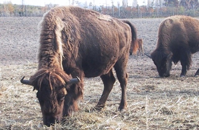 Избягали биволи причиниха катастрофи на Околовръстното в София