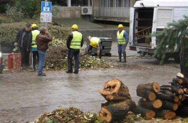 Изкореняват дървета по булевард “България” в Ловеч