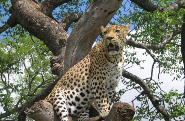 Учени разкриха как леопардът е получил петната си