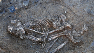 Откриха скелет на 8000 години край димитровградско село