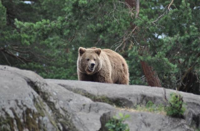 Отстреляха 280-килограмова мечка