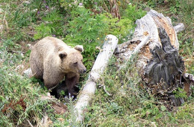 Отстреляха 280-килограмова мечка