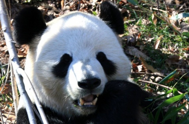 Бейби бум на панди в Китай