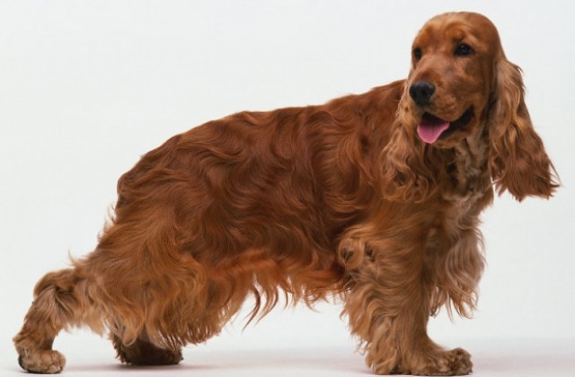 Кокер се пробва да дари кръв