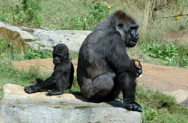 Бебе горила стана атракция в лондонския зоопарк