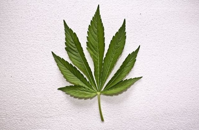 Условни присъди за хванати с марихуана