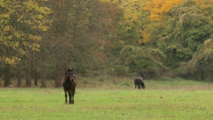 Следи от нилска треска във Варненско