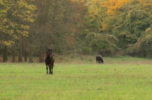 Следи от нилска треска във Варненско