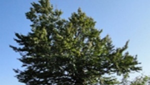 Имаме габровец сред финалистите в конкурса Дърво с корен 2010