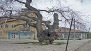 Недански бряст сред фаворитите на конкурса Дърво с корен