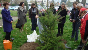 Рядък вид еличка засадиха в градинката на паметника на Хаджи