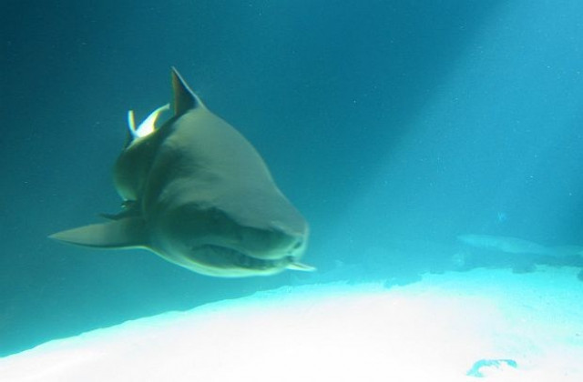 Учени разкриха тайните на акулите