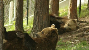 Ден на мечката в столичния зоопарк