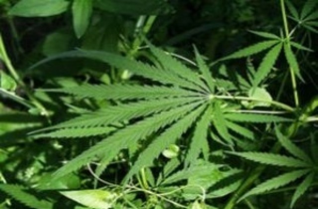 Над килограм дрога откриха в Червен бряг