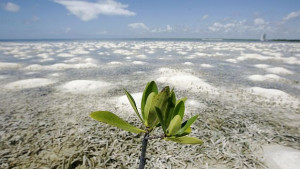 Как да живеем с промените на климата