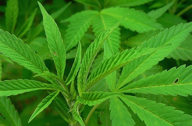 Иззеха наркотици от две жилища във Велико Търново