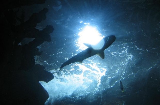 Гладни акули нападат туристи в Червено море