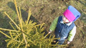 Хипермаркет ще продава елхи благотворително