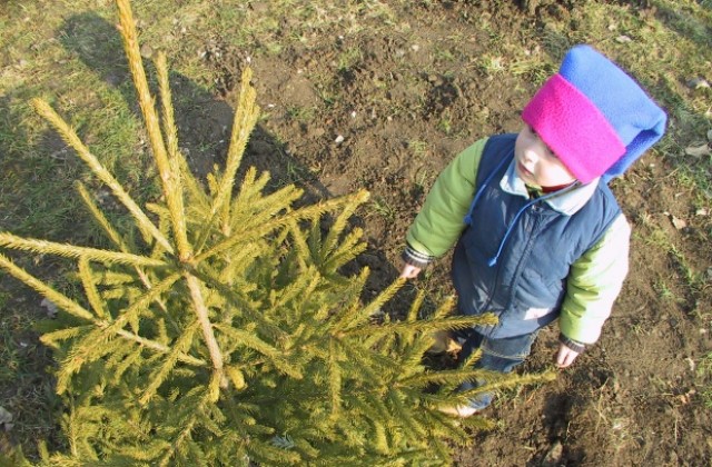 Хипермаркет ще продава елхи благотворително