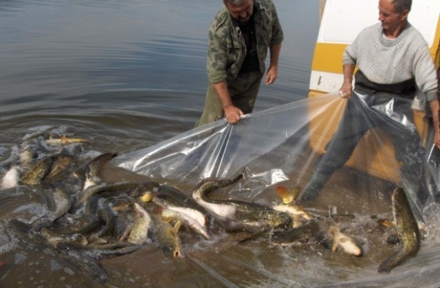Извадиха мрежи с 55 кг. риба от защитена местност, върнаха я обратно