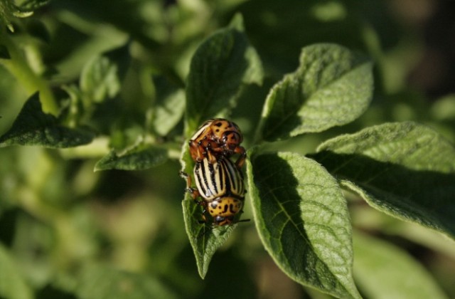 Като колорадски бръмбар в чипс