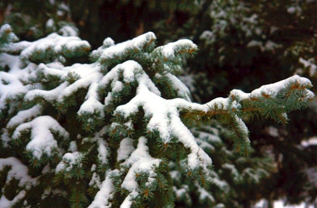 Първият сняг пада в петък