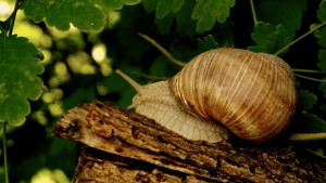 Охлювъди плъзват във Варна