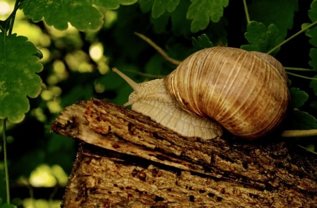 Охлювъди плъзват във Варна