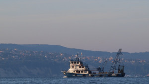 Квотата ни за калкан намалена само с 10 на сто