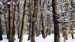 Конфискуваха бус с крадени дърва