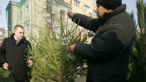 Горските задържали над 3000 незаконни елхички за седмица