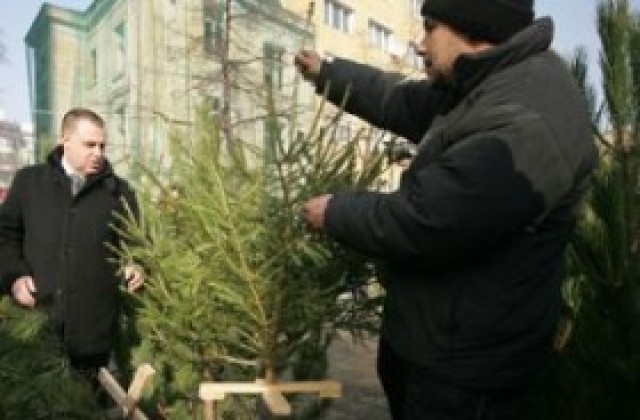 Горските задържали над 3000 незаконни елхички за седмица