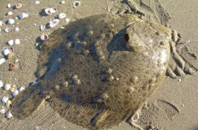 Приемат заявления за улов на калкан