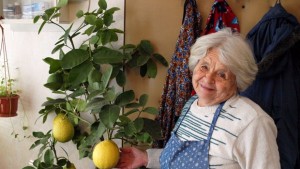 Лимонигиганти виреят в Исперих