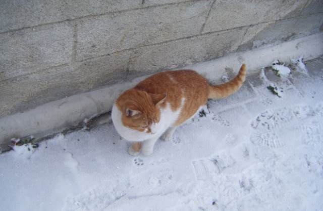 Остава студено