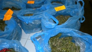 38годишен държал над 10 кг канабис в къщата си в