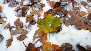 Дъждът ще премине в сняг температурите ще се понижат