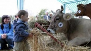 Откраднаха крава в с Каравелово