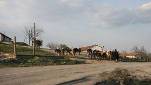 Забраниха движението на животни във Варненско и още 4 области