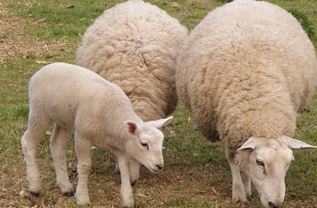 Откраднаха овци и агнета… през отворени врати