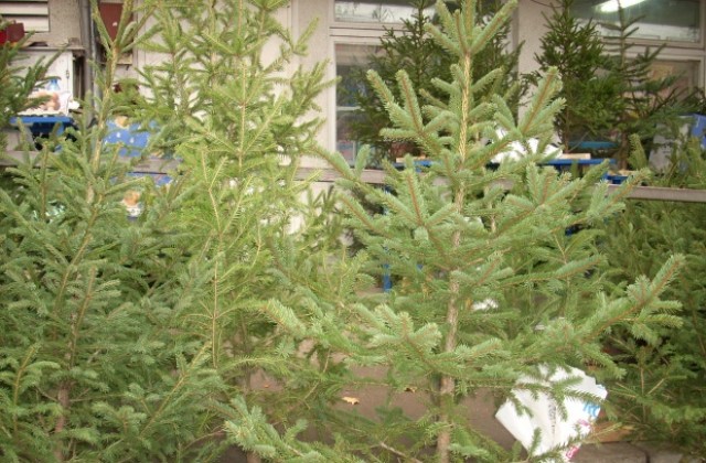 Залесяват коледните елхи, украсявали Общината