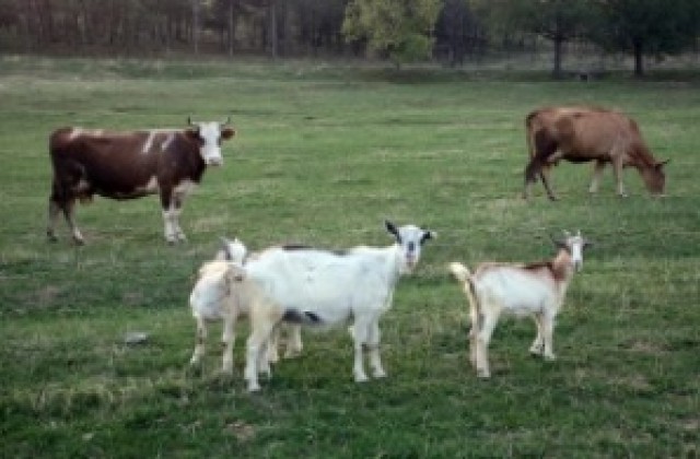 Шап у нас заради Байрама в Турция?