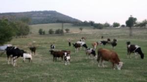 Забраняват лова в областта заради шапа