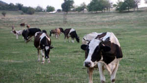 Отпаднаха ограничителните мерки в областта заради шапа
