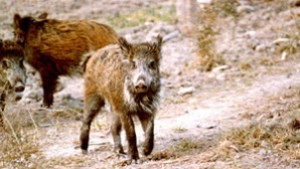 Трихинелоза по диви прасета в Силистренско