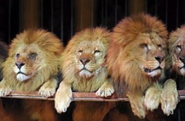 Убиха 14 лъва в техерански зоопарк заради заразна инфекция